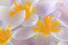 USA, Washington State, Seabeck. Close-up of crocus blooms. Art Print